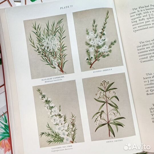 Старинная книга с ботаническими иллюстрациями