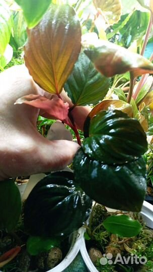 Экзотические растения