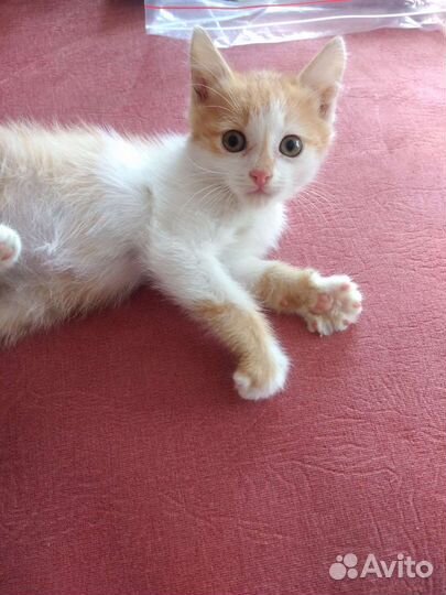 Котенок в хорошие руки