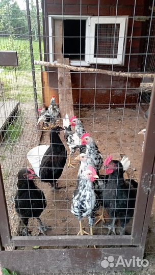 Молодые петушки