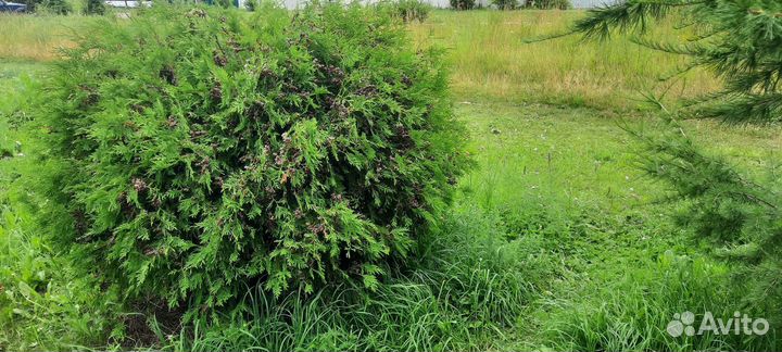 Туя шаровидная даника большая