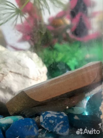 Сомики для аквариума