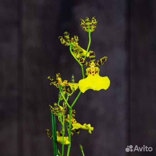 Орхидея Камбрия желтая