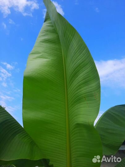 Банановая пальма