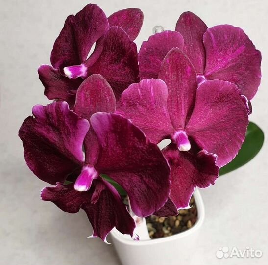 Орхидея фаленопсис Phal. Miki Black Marble