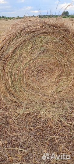 Продам сено в рулонах