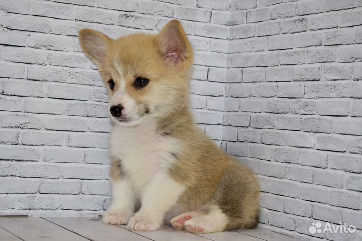 Лучшие щенки корги