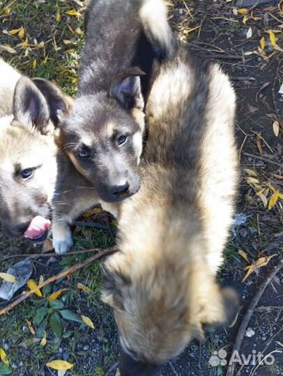 Отдам бесплатно щенки