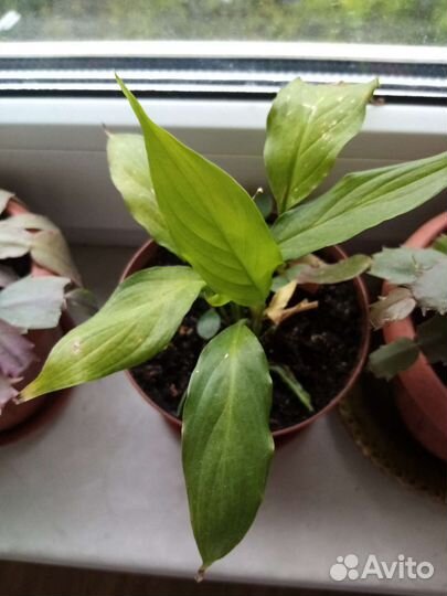 Спатифиллум