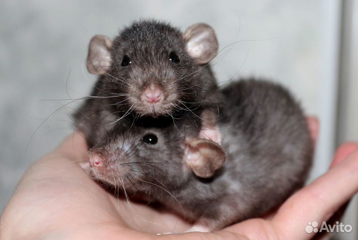 Крысята рекс, дамбо, сирийские хомячки