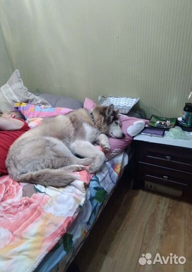 Передержка собак в частном доме