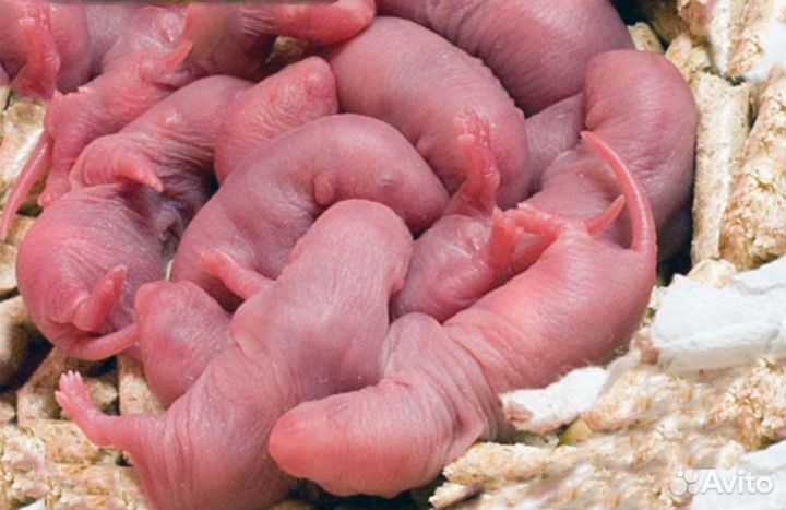 Мышь суточная