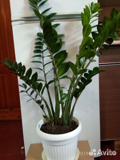 Замиокулькас- долларовое дерево