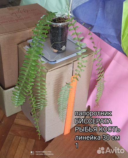 Папоротник нефролепис биссерата