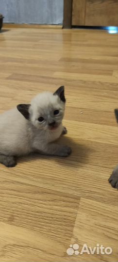 Домашние животные кошки