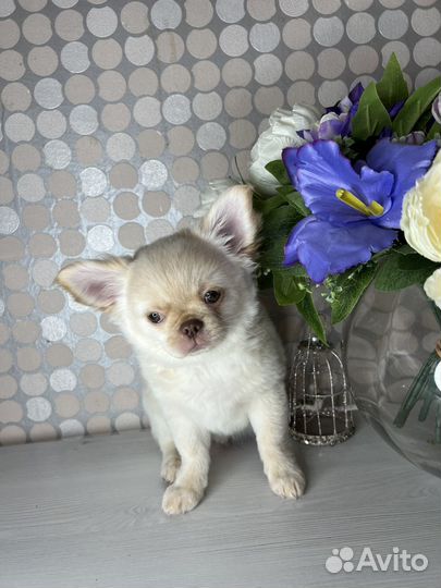 Это он украл твое сердечко