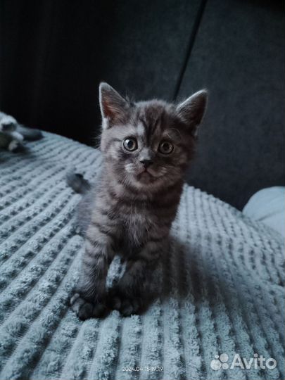 Шотландские котята