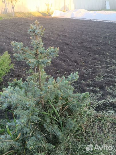 Саженцы ель голубая, ель