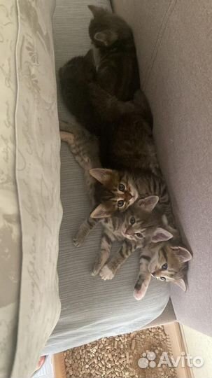 Котенок в добрые руки бесплатно, в дар