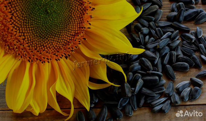 Жмых подсолнечника