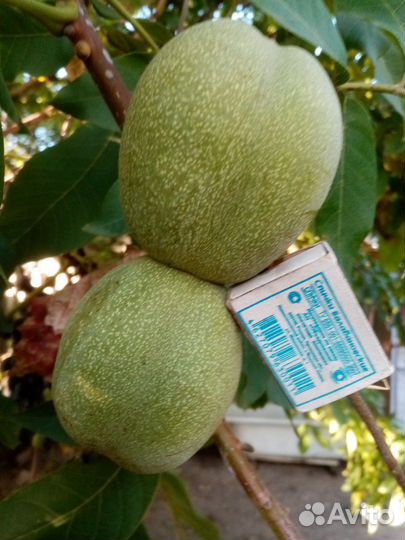 Саженцы грецкий орех сорт 