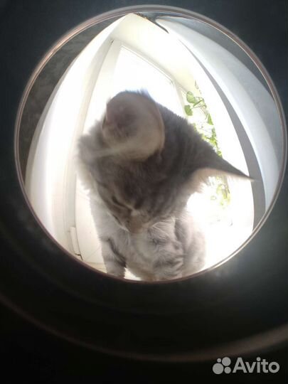 Кот в добрые руки