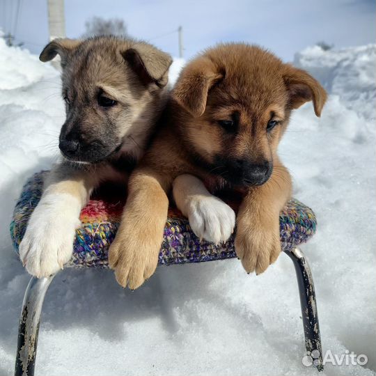 Щенки в добрые руки