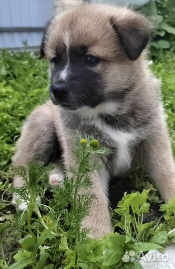 Щенок Акиты