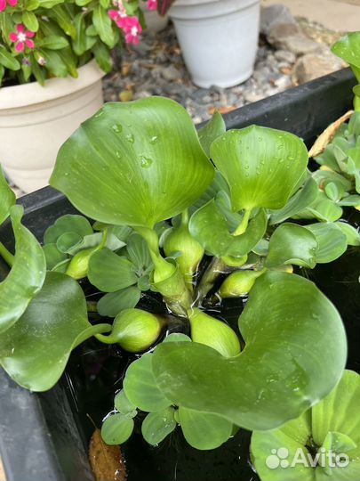 Водные растения для пруда