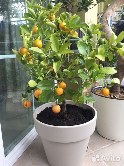 Цитрофортунелла