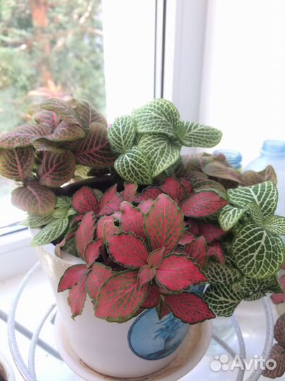 Цветы комнатные