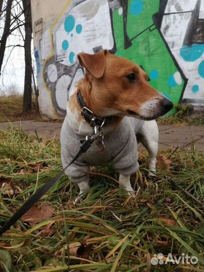 Вязка Джек Рассел терьер