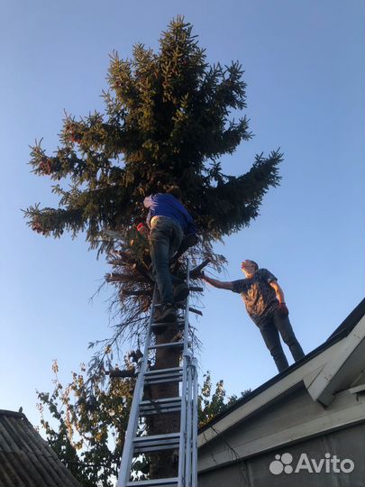 Спил и вывоз деревьев