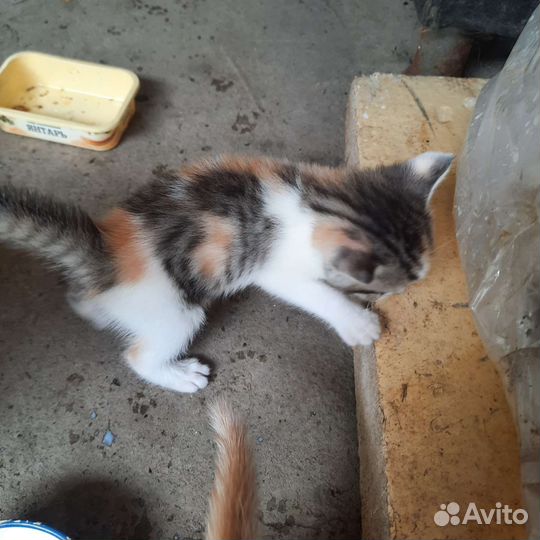 Кошки в добрые руки