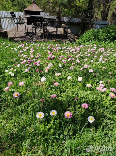 Маргаритки рассада