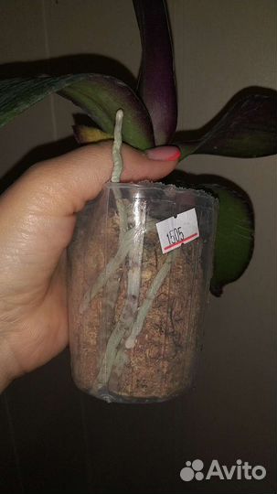 Орхидея Bride биглип