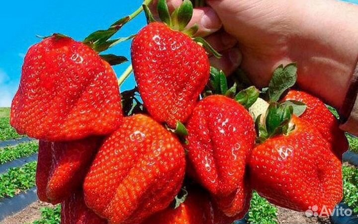 Рассада клубники Азия