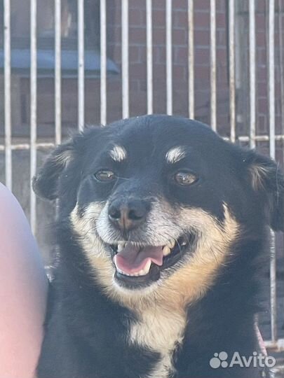Собака 6 лет