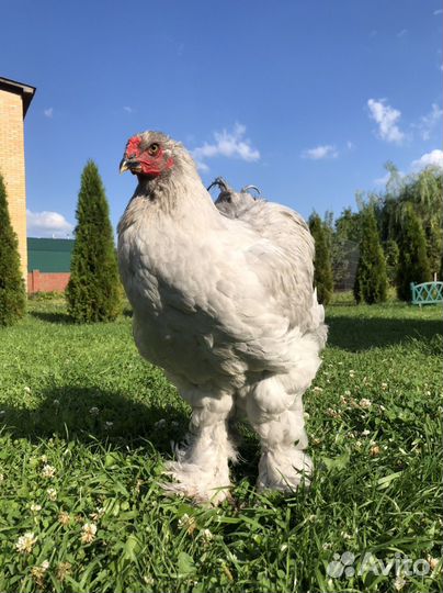Голошейный Фавероль Брама лаванда петухи