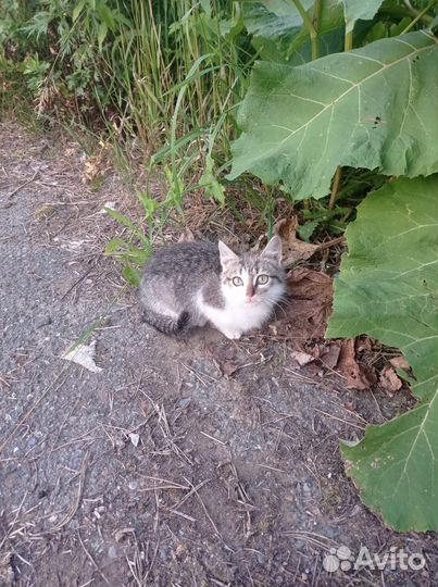 Отдам бесплатно