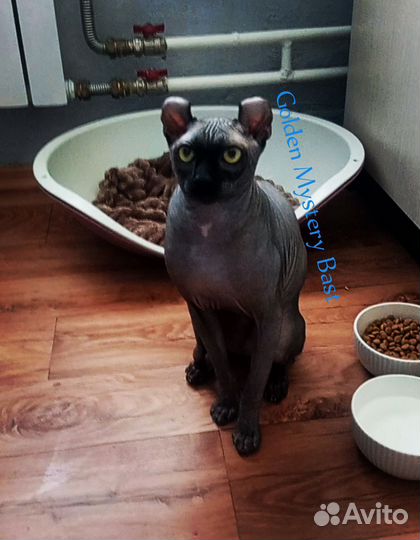 Сфинкс Эльф