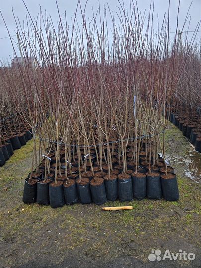 Яблоня Богатырь