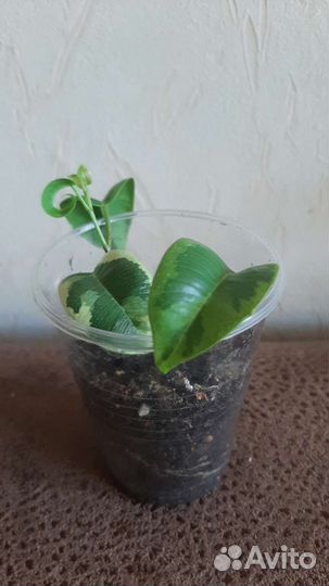 Комнатные растения