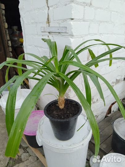 Пальма панданус