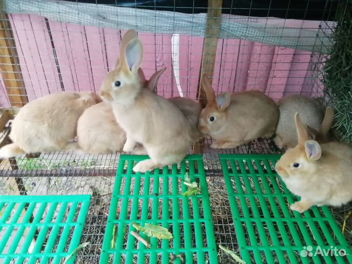 Кролики бургундские