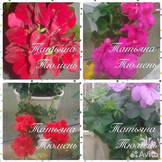 Пеларгония герань