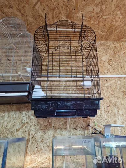 Ожереловый попугай