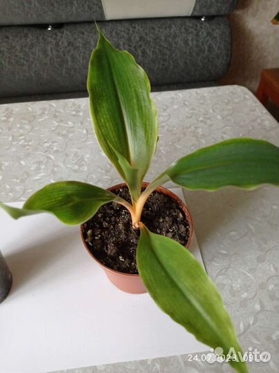 Комнатные цветы