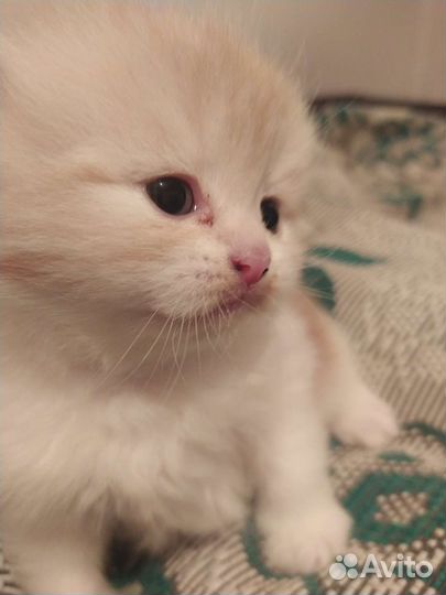 Котята отдам бесплатно