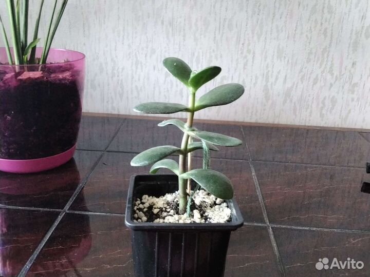 Денежное дерево,толстянка,крассула